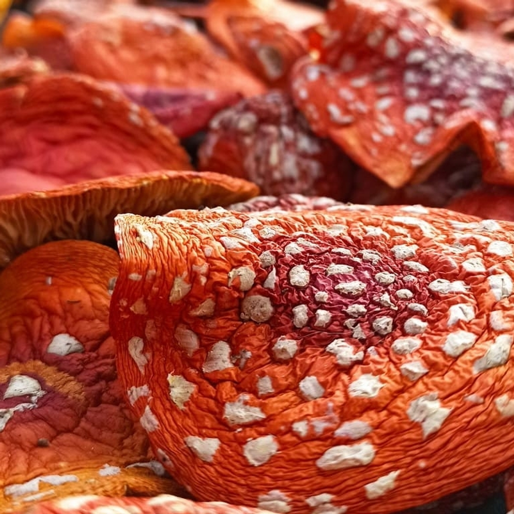 Красный МХМ/капсулы