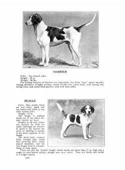 Dogs of all nations | Walter Esplin Mason