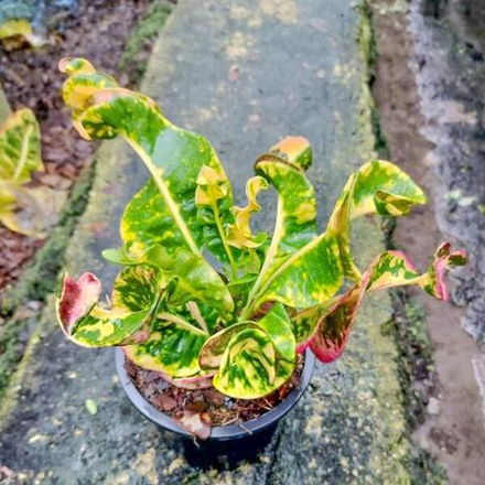 Кротон NOK TANTIMA