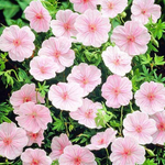 Герань кроваво-красная Стриатум С2