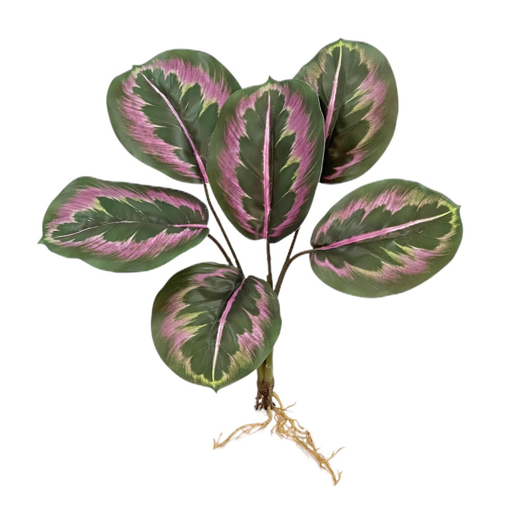 Калатея макоя с корнем бордо 35 см