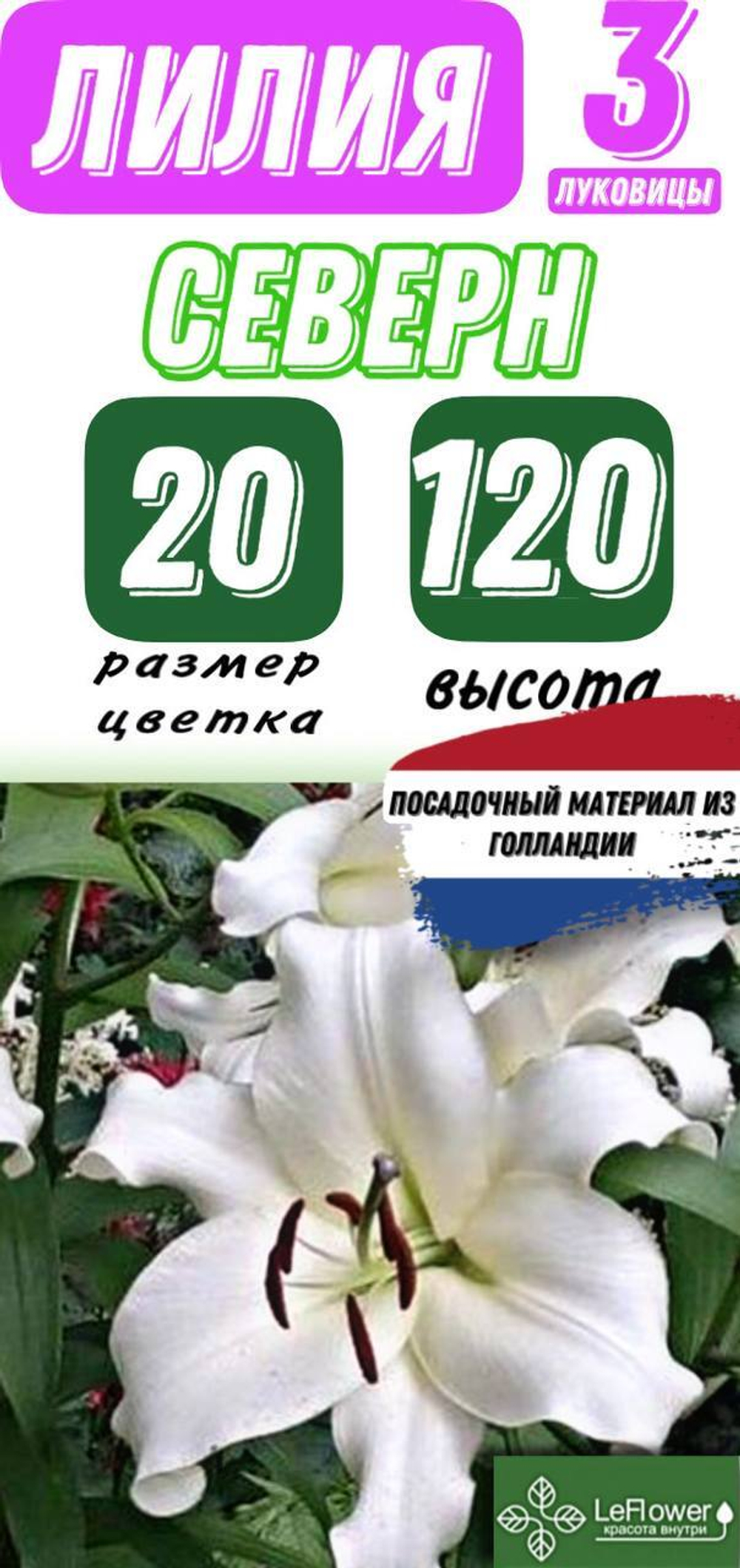 Лилия Луковица, Северн, 3 шт