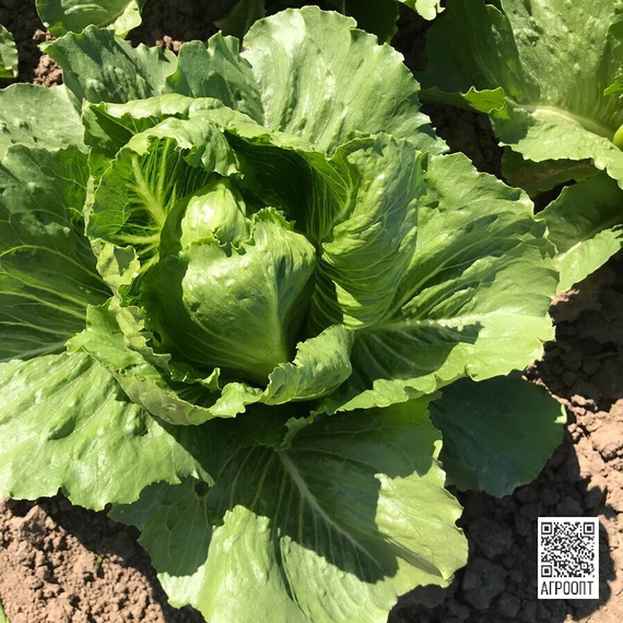 Кранчита семена салата ромэн продукт – фото 2