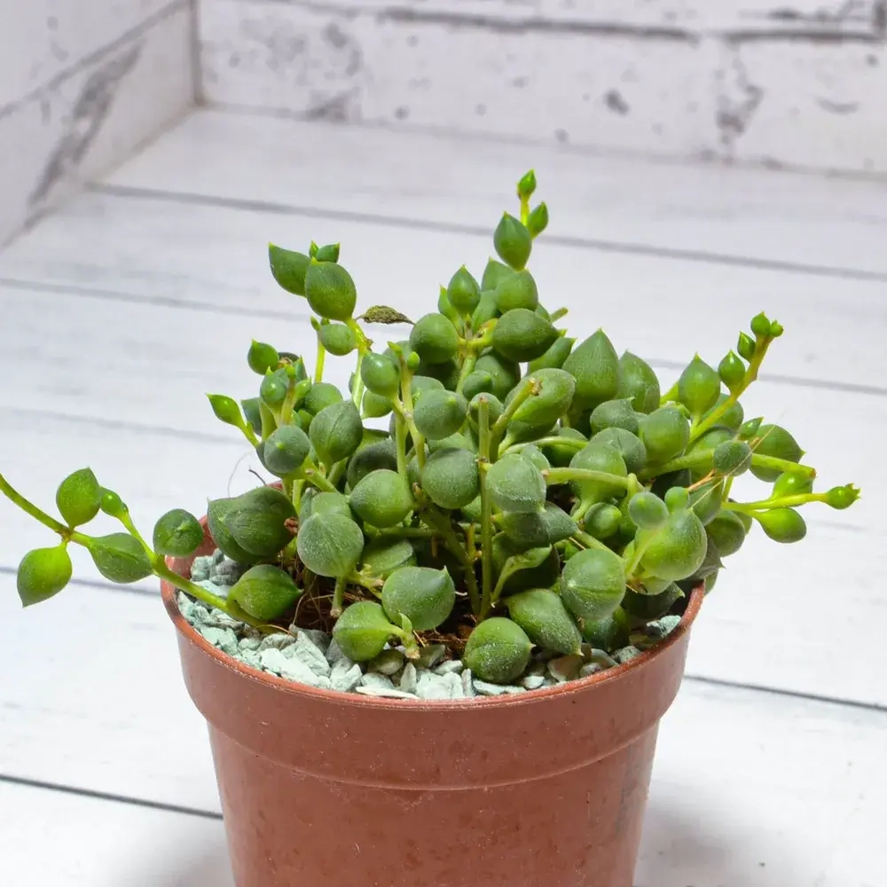 Senecio Rowleyanus (Крестновник Роули)