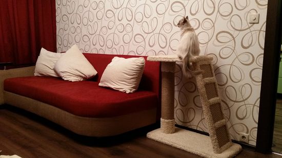 Комплекс для кошек К-15