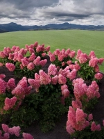 Гортензия метельчатая Пинки Промис