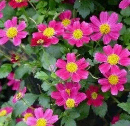 ЕВРО Биденс Pretty in Pink укор черенок декабрь