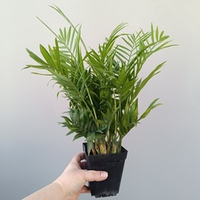 Хризолидокарпус Лутесценс