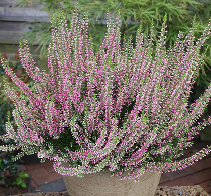 Вереск Энджи