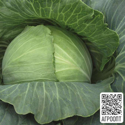 Рамада F1 семена капусты белокочанной (Bejo / Бейо)