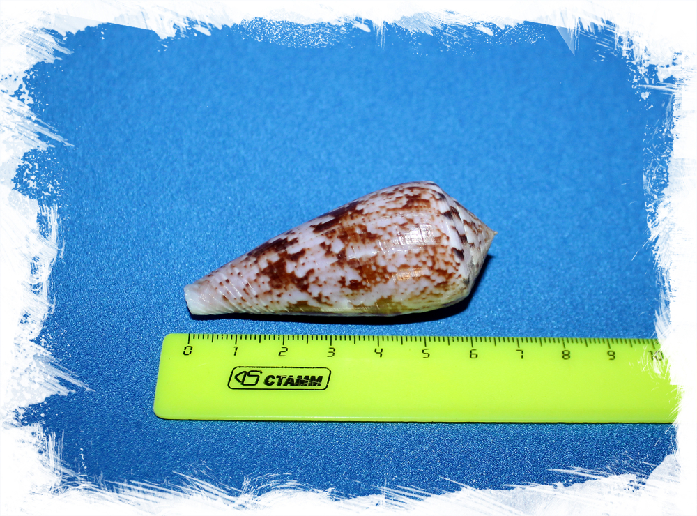 Раковина коллекционная морская Conus kinoshitai, Конус киношитай