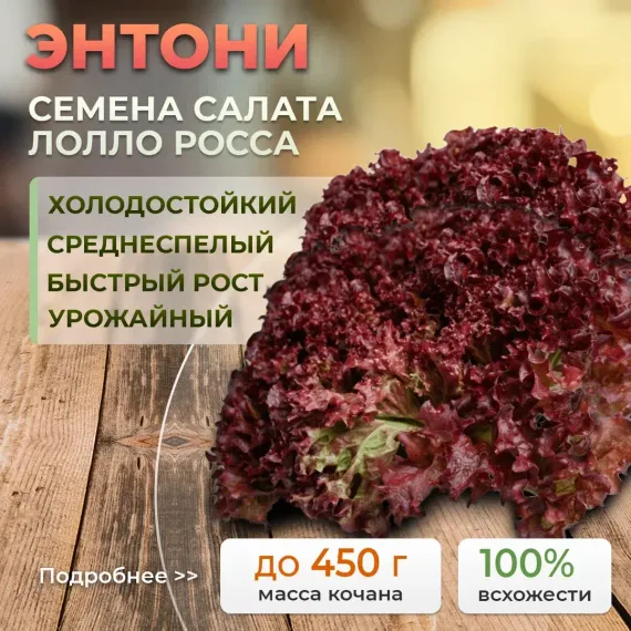 ЭНТОНИ семена салата (Rijk Zwaan | Alexagro)