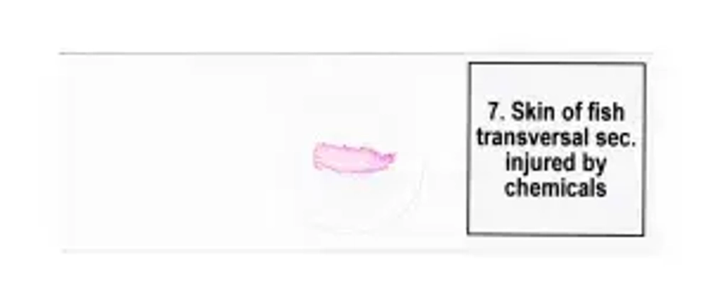 Набор микропрепаратов Levenhuk Discovery Prof DPS 25. «Биология, Птицы и др.»