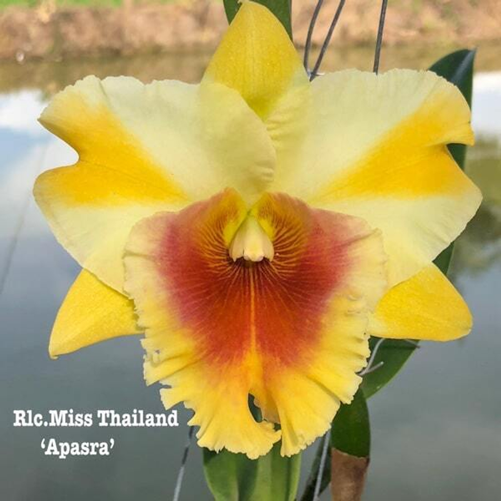 Орхидея ринхолелиокаттлея RLC. MISS THAILAND APSARA