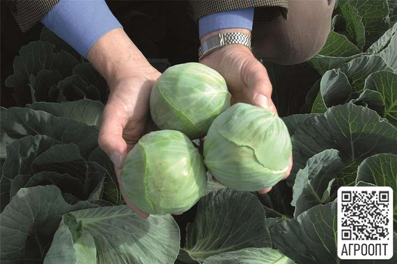 Риэкшен F1 семена капусты белокочанной (Bejo / Бейо) урожай – фото 2