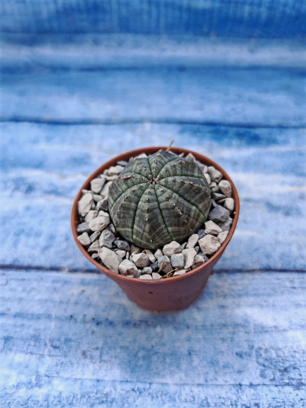 Euphorbia Obesa (Эуфорбия)