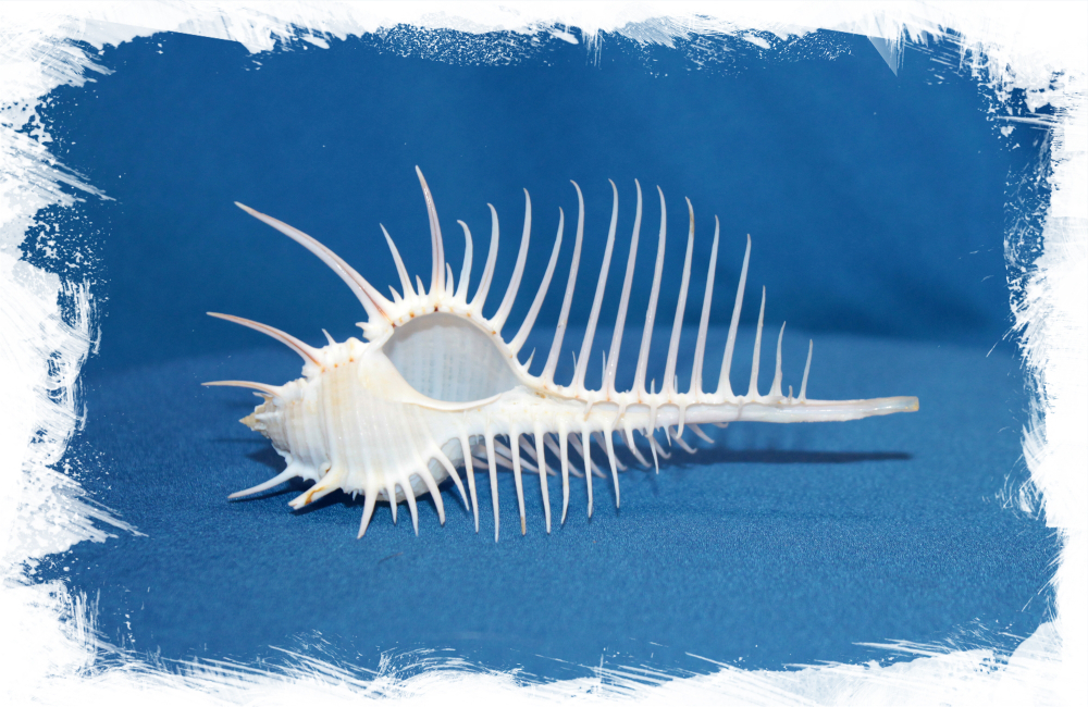 Ракушка Гребень Венеры, 12-16см, 1шт