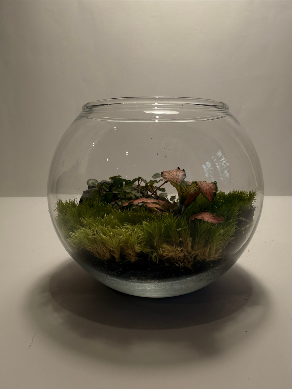 Флорариум XS (до 10 см)