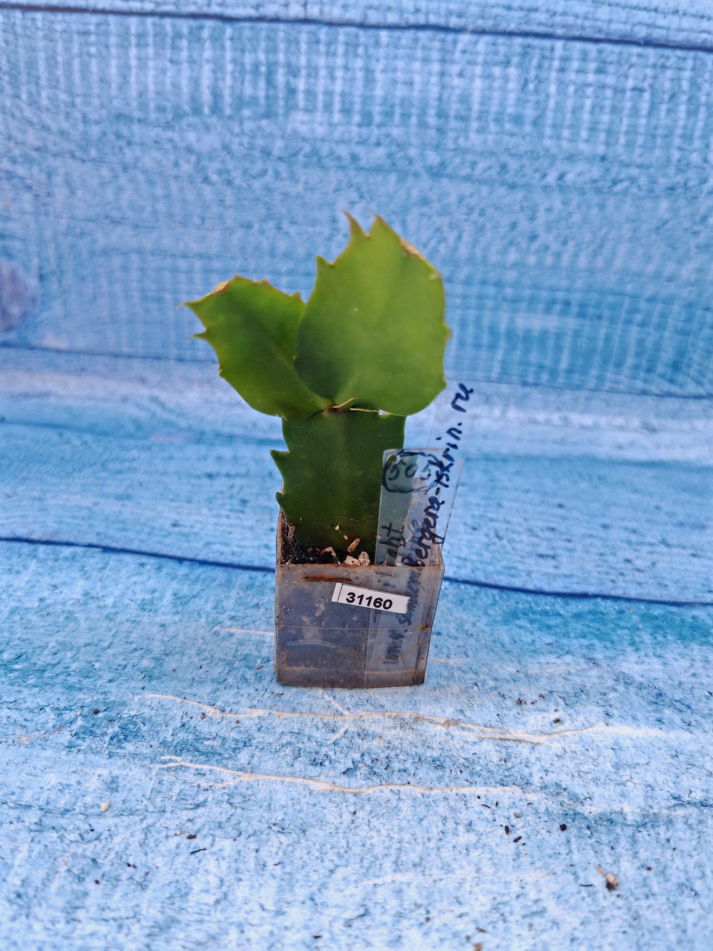 Schlumbergera cv. Twilight Tangerine (Шлюмбергера)