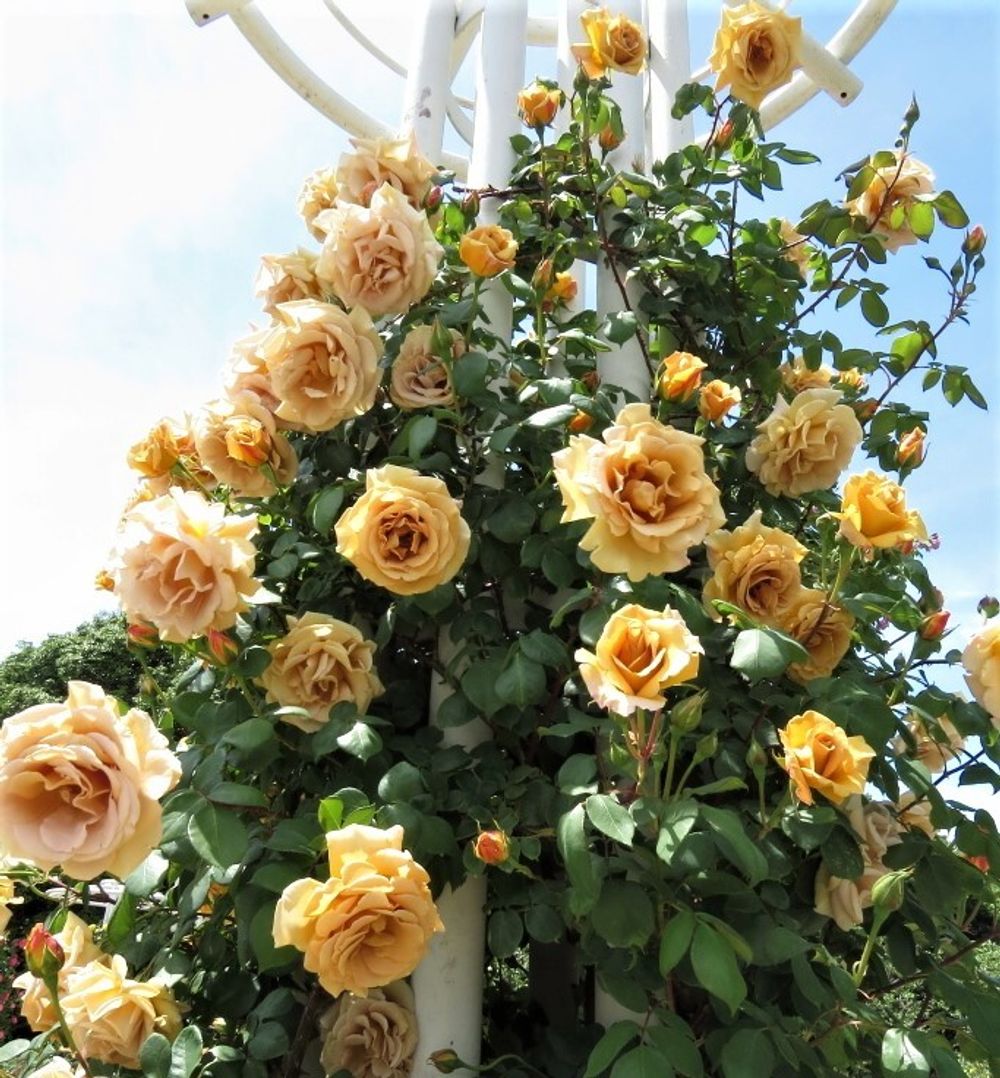 Буттерскотч (Butterscotch)