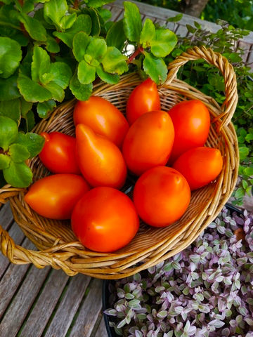 Калькутта сорт томата