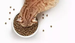 Сухой корм Premier индейка для взрослых кошек