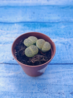 Lithops sp. (Литопсы)
