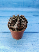 Gymnocalycium Friedrichii (Гимнокалициум)