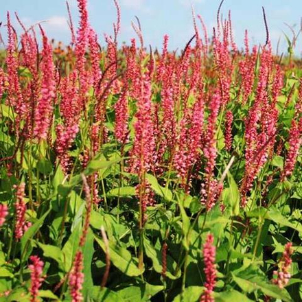 Горец Оранж Филд С2