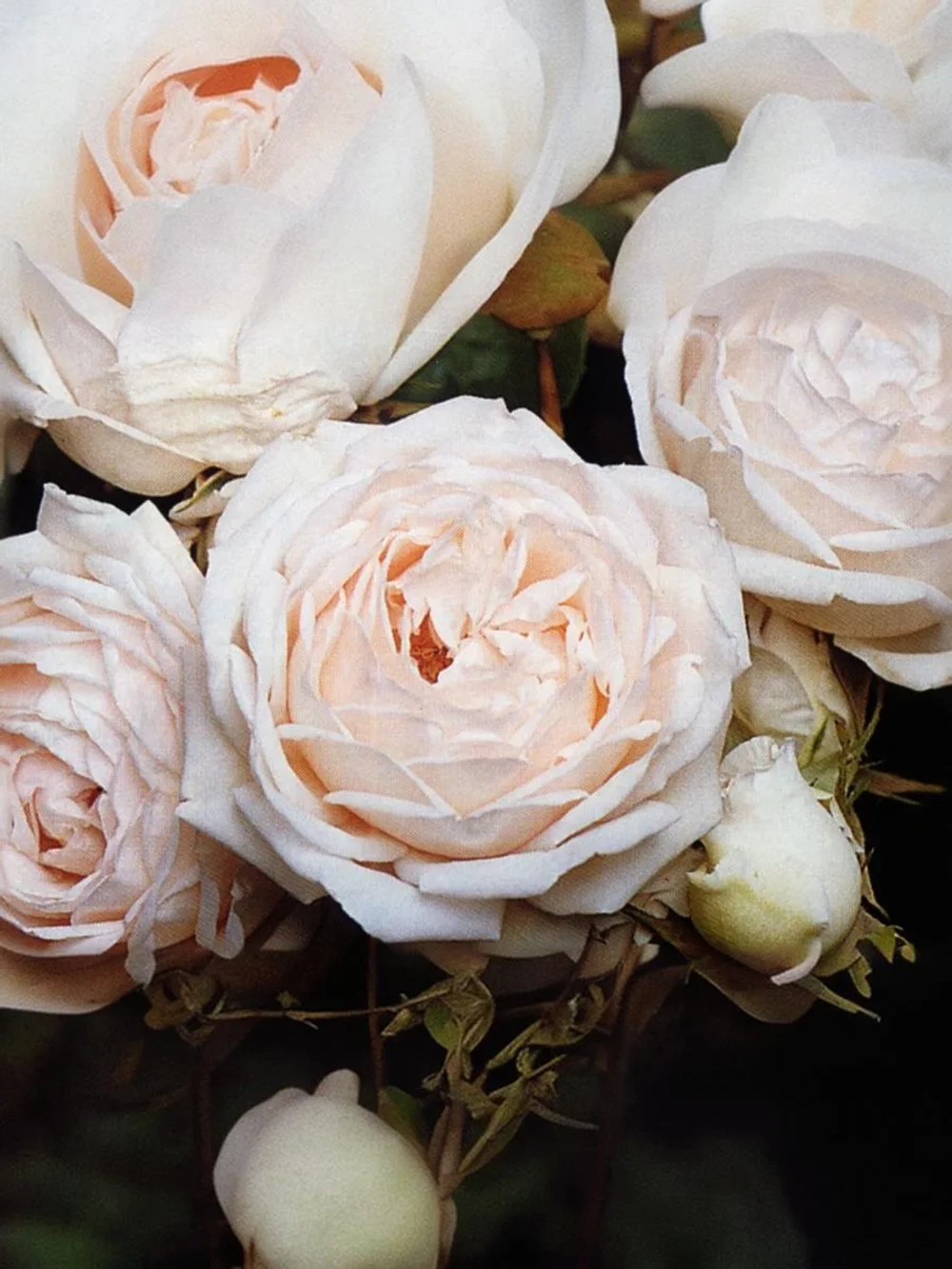 Роза шраб Мартин Гийо