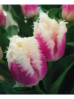 Тюльпаны Hawaii 4 шт, набор луковиц