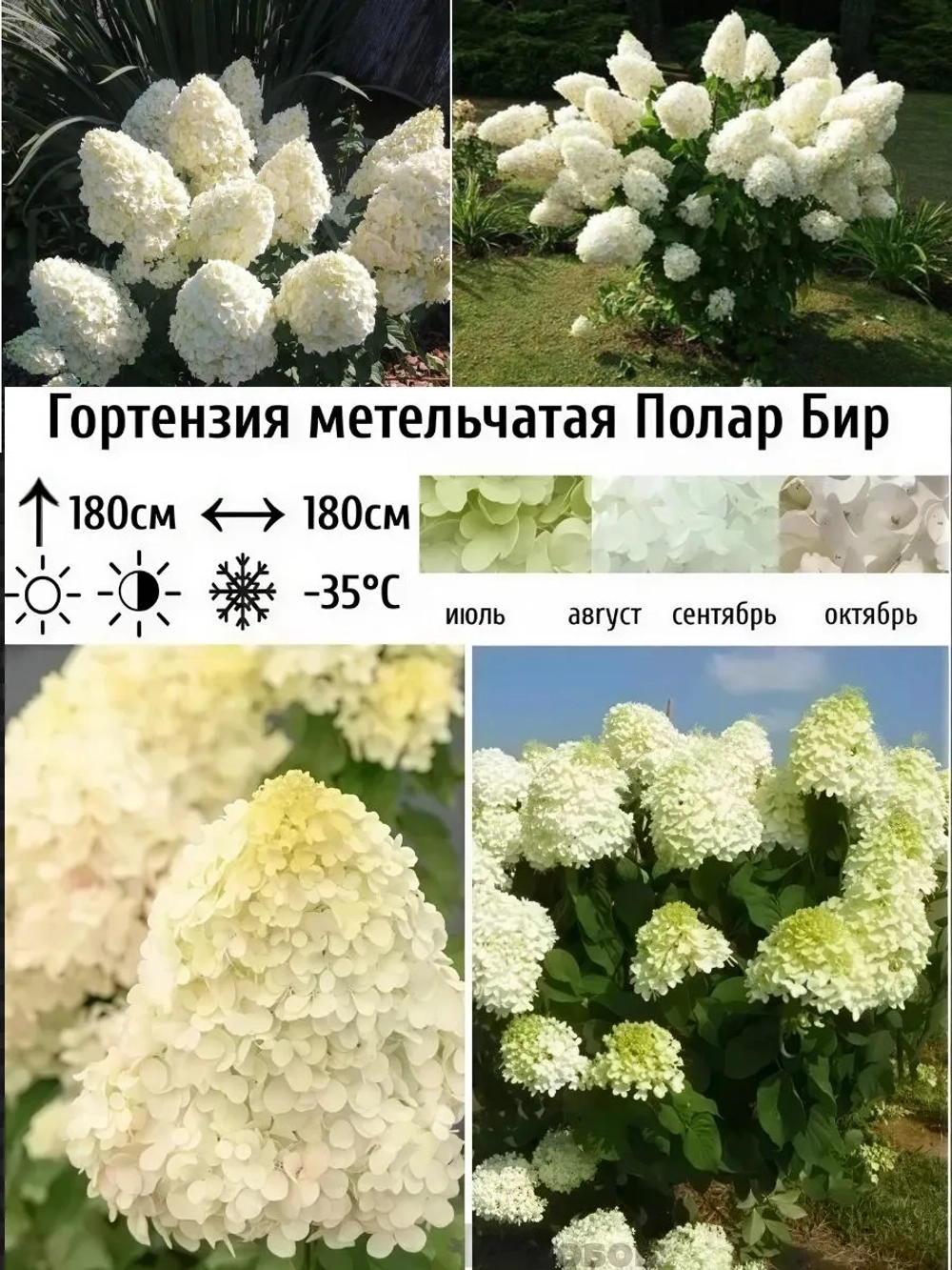 Полар Бир гортензия метельчатая