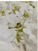 Лиана звездочка "Мадлен"