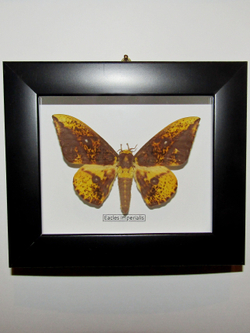 Сатурния Eacles imperialis в рамке