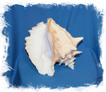 Раковина стромбуса гигаса