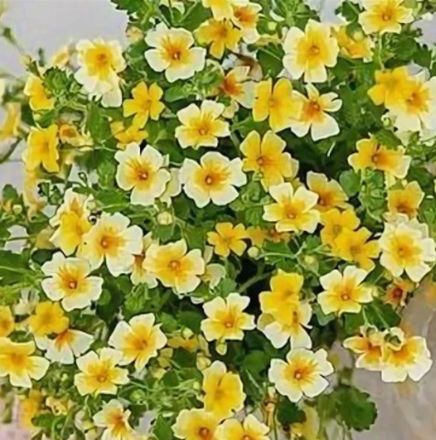 Джеймбриттения