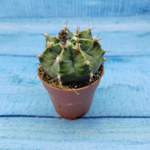 Gymnocalycium Friedrichii (Гимнокалициум)