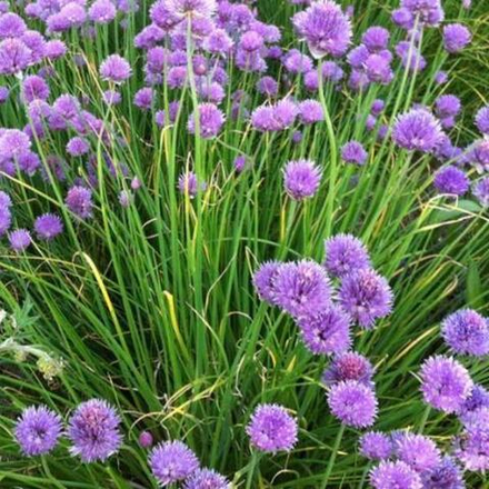 Шнит лук. Allium schoenoprasum.