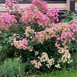 Алден Бизен (Alden Biesen)