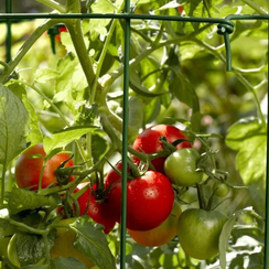 Махитос F1 семена томата индетерминантного (Rijk Zwaan / Райк Цваан)