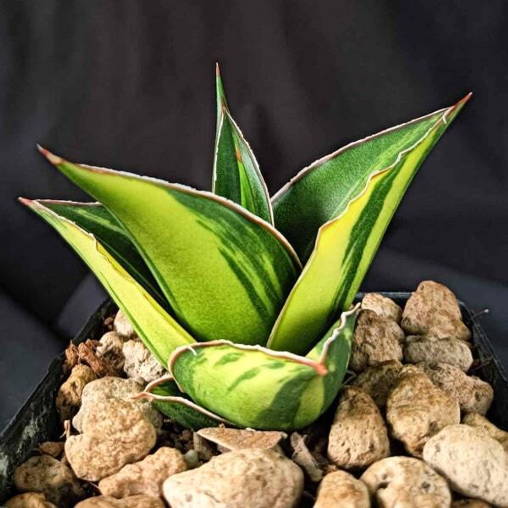 Сансевиерия TOWER VAR