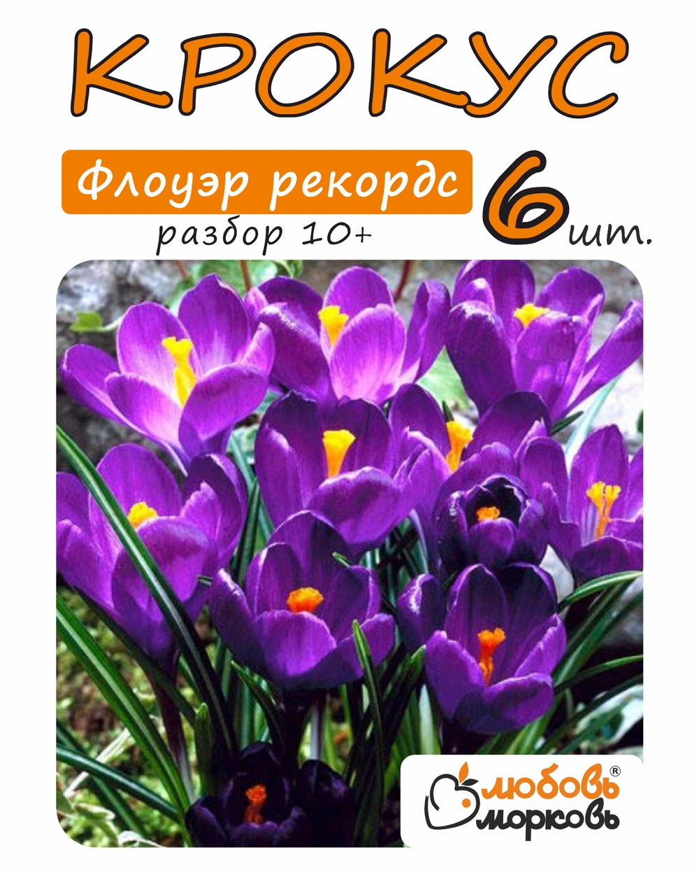 Крокус Луковица, Флоуэр рекордс, 6шт