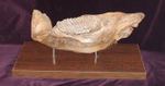 Фрагмент челюсти мамонта (jaw fragment of mammoth)