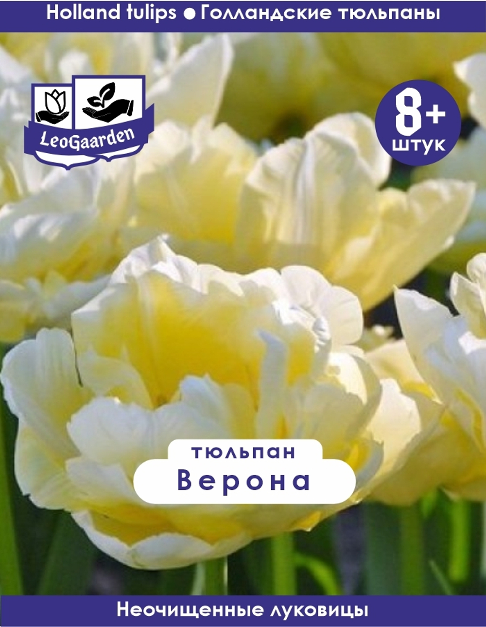 Тюльпан Луковица, Верона, 8+ шт