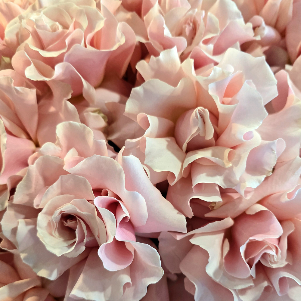 Моно букет из розы Pink Mondial L