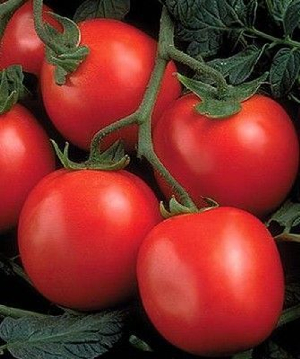 Перфектпил F1 семена томата детерминантного (Seminis / Семинис)