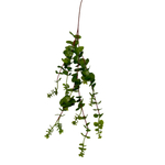 Крассула ампельная 50 см.