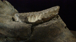 Фрагмент челюсти мамонта (jaw fragment of mammoth)