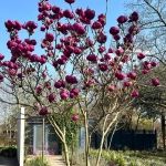 Магнолия "Black Tulip"