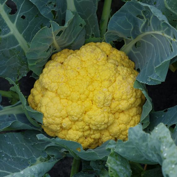 ФЛЕЙМ СТАР F1 семена капусты цветной Syngenta культура